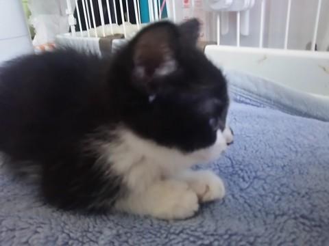 あまちゃん三兄弟