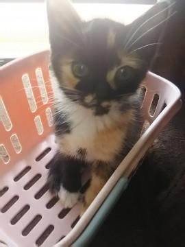 あまちゃん三兄弟