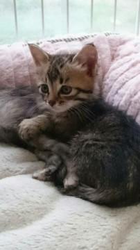 可愛い　キジ猫ちゃん