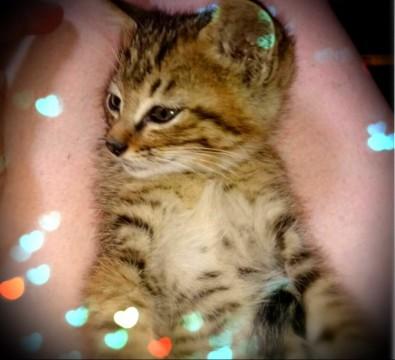 キジ君です♪