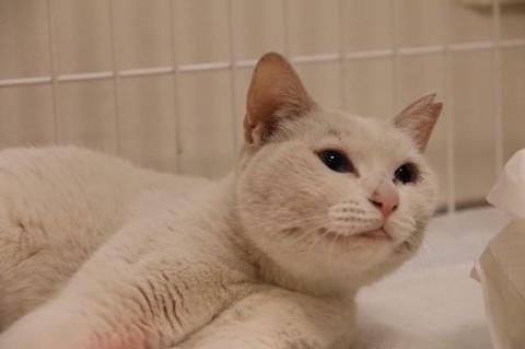 性格のいい子で人好きなおりこうさん