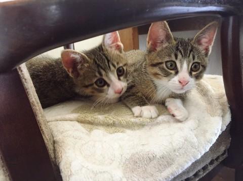 兄弟で捨てられてました①