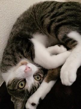 急募！甘えん坊さんです