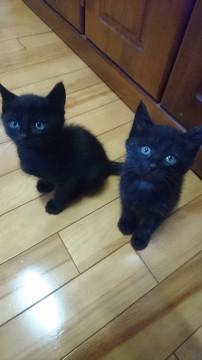 可愛い２匹の黒猫ちゃん☆