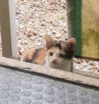 かわいい三兄弟の三匹目です