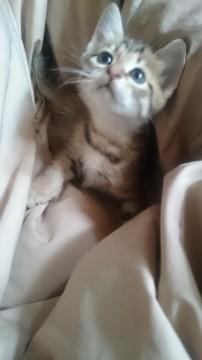 かわいい茶トラの赤ちゃん