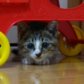 甘えん坊の子猫