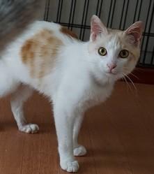 正統派　和風　美男猫！