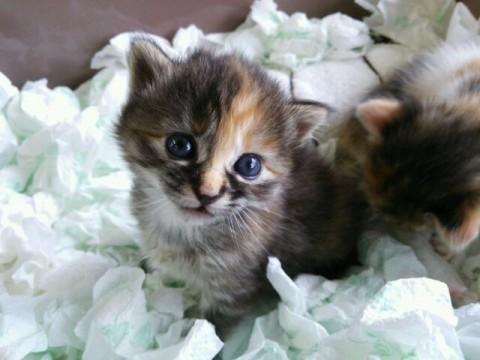 生後４０日、おすまし三毛にゃん