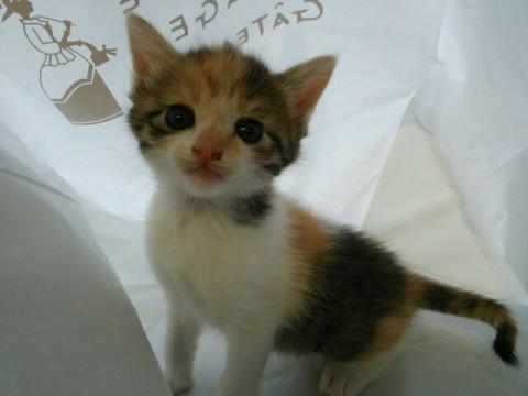 生後４０日、おてんば三毛にゃん