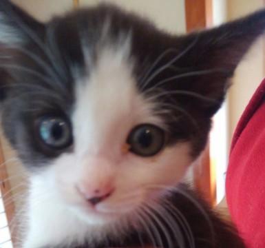 生後2か月間近、おっとり鉢われ君