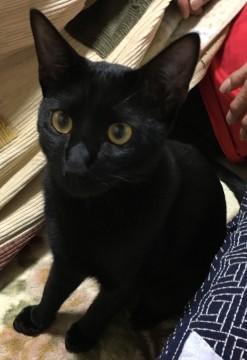 毛並みのきれいな黒猫