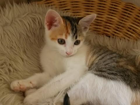 おめめクリクリの縞三毛ちゃん