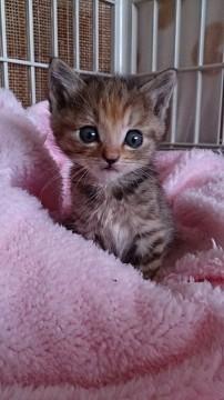 ストーカー子猫