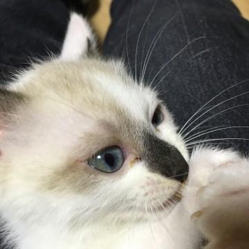 癒し系のしろちゃんを家族にしてください。