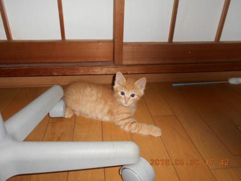 ふわふわの甘えん坊。スイーツ系男子です。