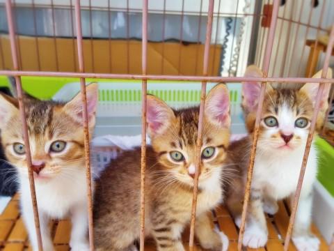 美猫3兄弟★(たぶんオス2匹、メス1匹)
