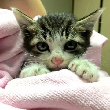 1ヶ月半位の美男猫ちゃんです