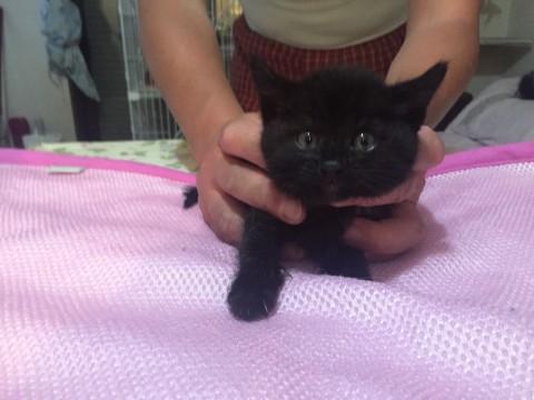 お目目クリクリ超可愛い黒色仔猫ちゃん