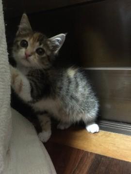 可愛いミケです、家族になってください