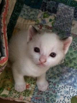 ブルーアイズのお公家さん