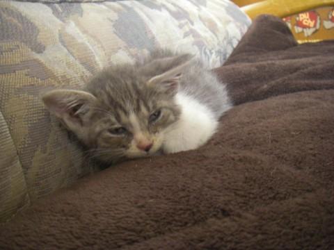 大人しい子です。