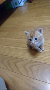 推定３週間のオス