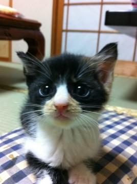 里親募集しています