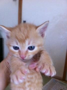 里親募集しています