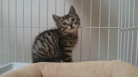 とにかくカワイイです☆4