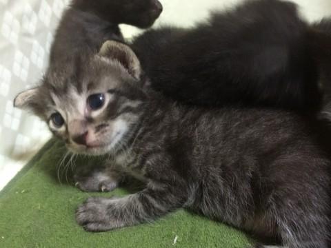 サバトラのオトコノコ