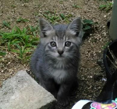 1ヶ月～1ヶ月半くらいです。