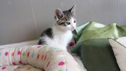 サバトラ白　生後2ヶ月くらい