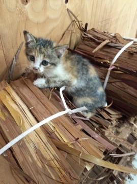 三毛猫