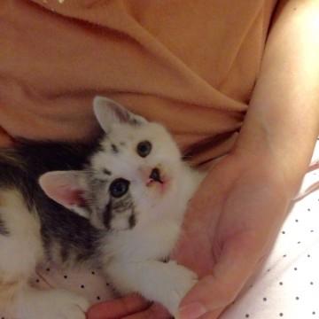 キュートな三毛しろちゃん