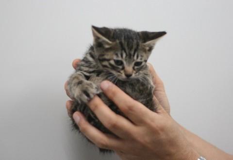 病院保護の4匹兄妹猫（1月半）