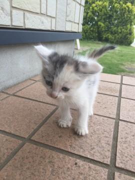 元気いっぱいの子猫ちゃん