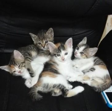 偶然救えた三毛系にゃんこたち②右から2番