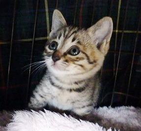 人が好き　優しいお顔で見つめてくれる