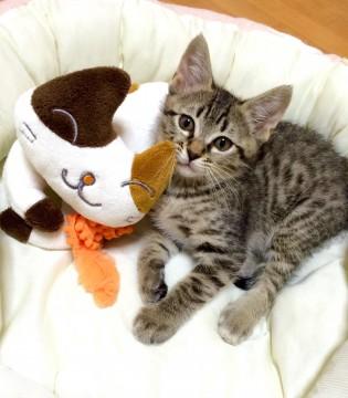 急募！キジトラの子猫