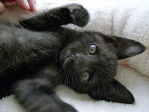 甘えん坊、子猫