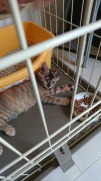 ふわふわなサビちゃん