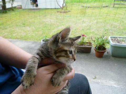 ちょっと慎重派、子猫