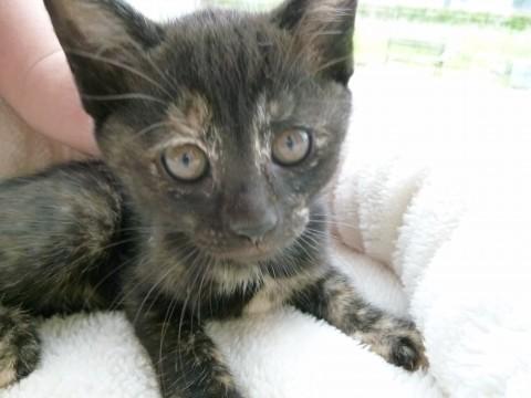 里親探し　7匹中　最後の子猫です。