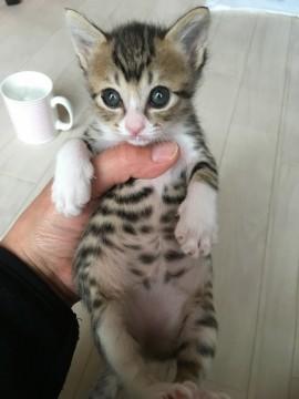 小さめキジシロ