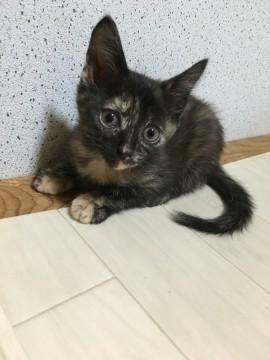 ２匹のサビちゃん