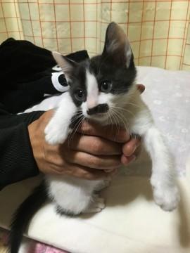 チョビヒゲの女の子