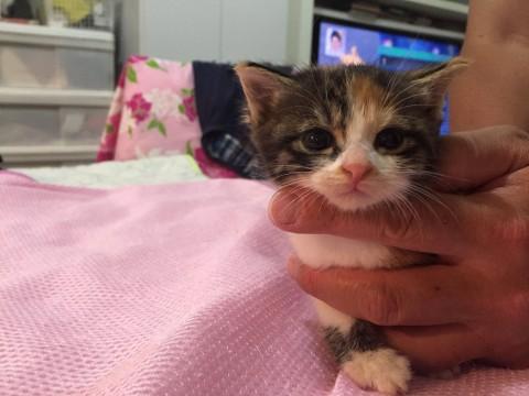 超可愛い三毛仔猫ちゃん(モデル級)