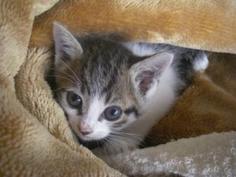 生後一ヶ月の可愛い子猫です