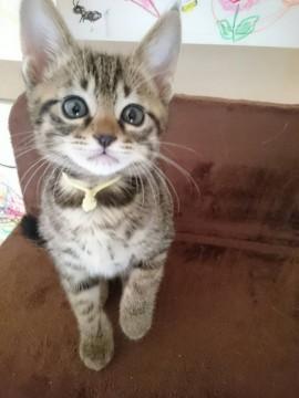 可愛いきじトラちゃん♪♪